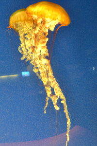 Close-up of jellyfish swimming in sea