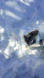 High angle view of dog on snow