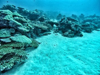 Fish swimming in sea