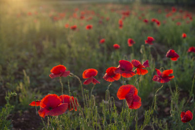 Close-up of red poppy flowers on field