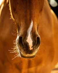 Close-up of horse