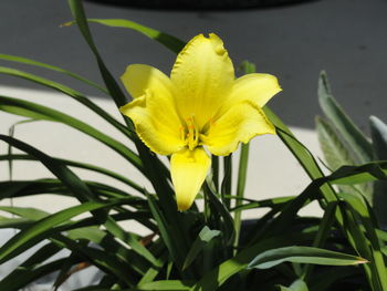 Close-up of yellow daffodil