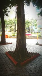 Trees growing on park bench