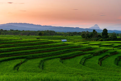 Sunny morning view in green rice fields in north bengkulu, indonesia