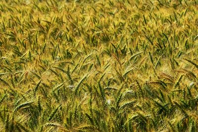 Full frame shot of crops on field