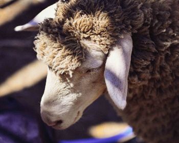 High angle view of sheep