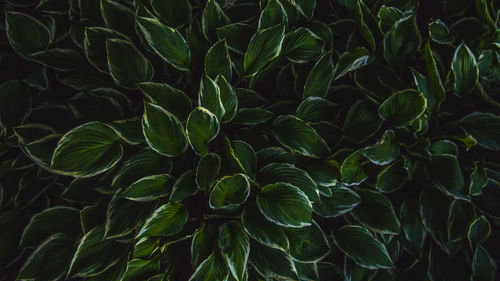 Full frame shot of plants