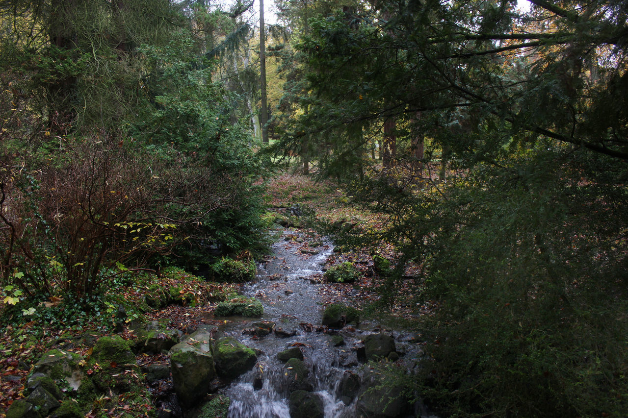 VIEW OF STREAM FLOWING THROUGH FOREST