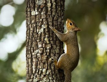 Close-up of squirrel on tree trunk