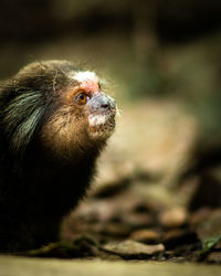 A marmoset stops in the middle of a forest