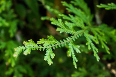 Close-up of leaves