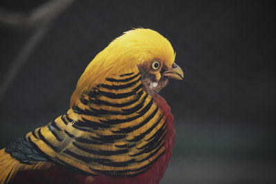 Close-up of a bird