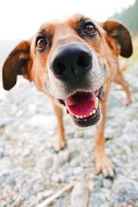 Close-up portrait of dog