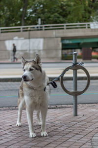 Close-up of dog