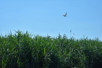 Low angle view of birds flying over the field