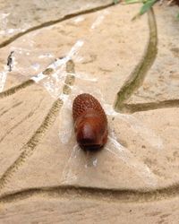 Snail on ground