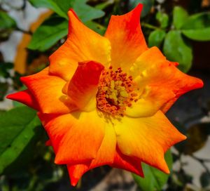 Close-up of orange flower blooming outdoors