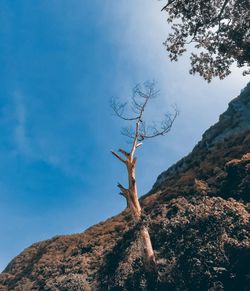 Low angle view of dead tree against sky