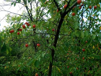 Low angle view of fruits growing on tree