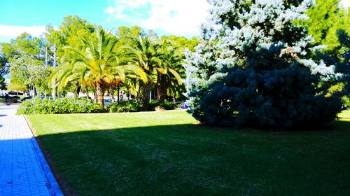 Trees in park