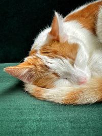 Close-up of cat sleeping