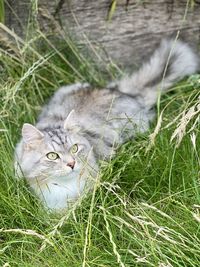 Portrait of cat on field