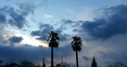 Low angle view of palm trees against cloudy sky