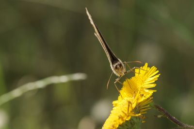 Close-up of butterfly pollinating on flower