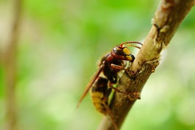 Close-up of insect on plant