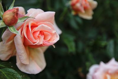 Close-up of rose blooming outdoors