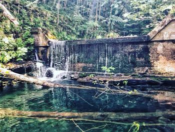 Scenic view of waterfall in forest