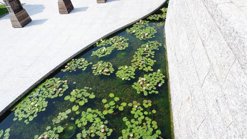 High angle view of white flowering plants by water