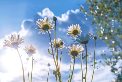 Low angle view of cosmos flowers blooming against sky