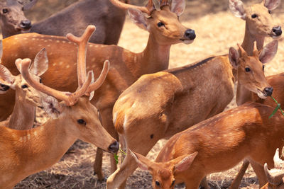 Deer in a field