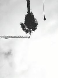 Low angle view of tree against sky