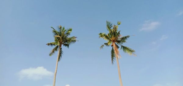 Low angle view of coconut palm tree against blue sky