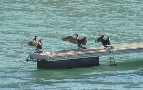 People with birds in sea