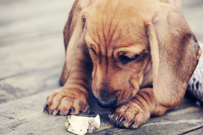 Dog looking at food