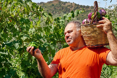 Man holds a basket with ripe eggplants after collects aubergines in the synergistic vegetable garden