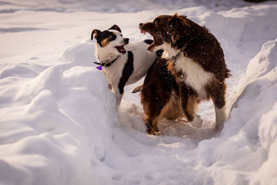 Dogs on snow covered land