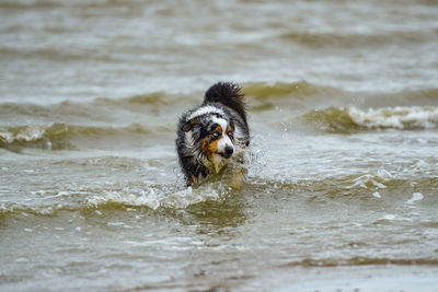 Portrait of a dog in sea