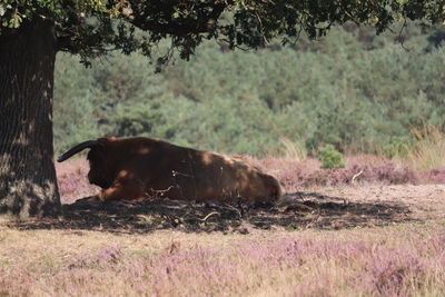 Side view of a cow on field