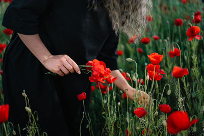 Close-up of woman in black dress picking poppy flowers in summer