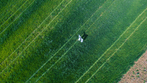 High angle view of corn field