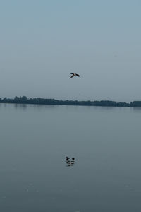 Bird flying over lake against sky