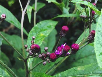 Close-up of insect on plant