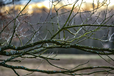 Close-up of bare tree branches during winter