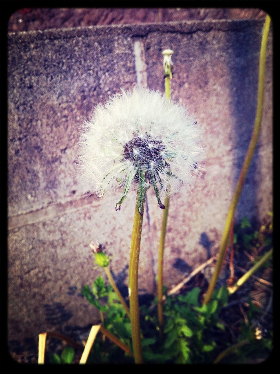 flower, fragility, growth, dandelion, flower head, transfer print, auto post production filter, close-up, plant, freshness, nature, single flower, beauty in nature, stem, focus on foreground, day, outdoors, no people, blooming, wildflower