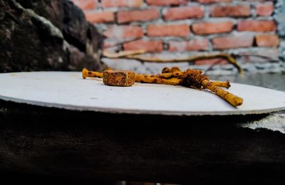 Close-up of a lizard on the wall