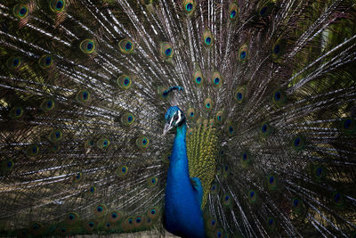 Close-up of peacock